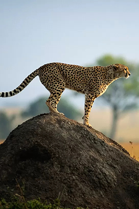 buying game reserve property south africa